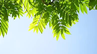 4k实拍唯美春天阳光下的树叶自然风光视频的预览图
